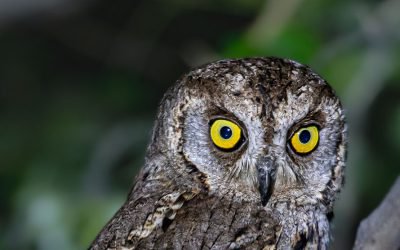 Oman’s Natural Symphony: A Birder’s Delight
