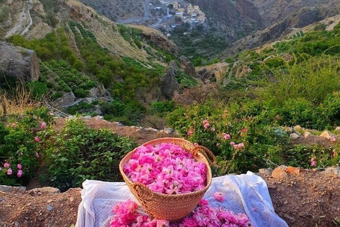 Jebel Akhdar Blossoms with Over 20 Tons of Sustainable Rose Production in Oman