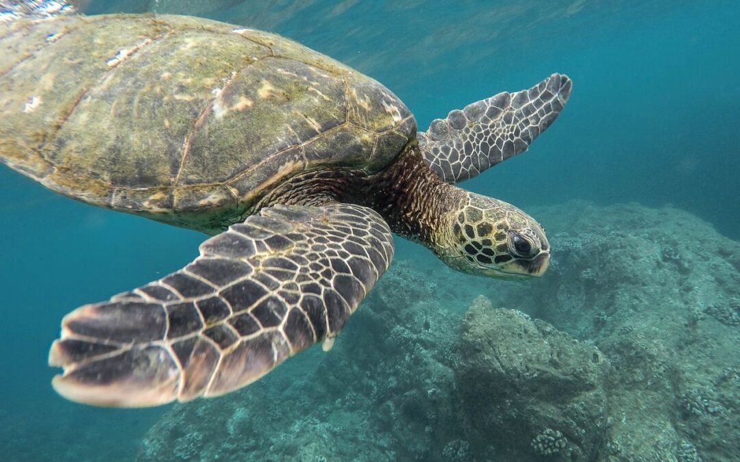 Green Turtles in Oman: Guardians of the Sea