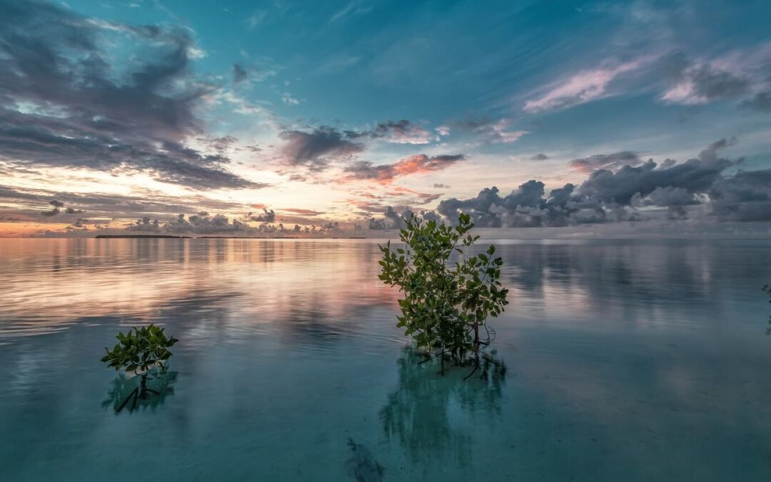 Oman’s Commitment to Blue Carbon: Planting 100 Million Mangrove Trees