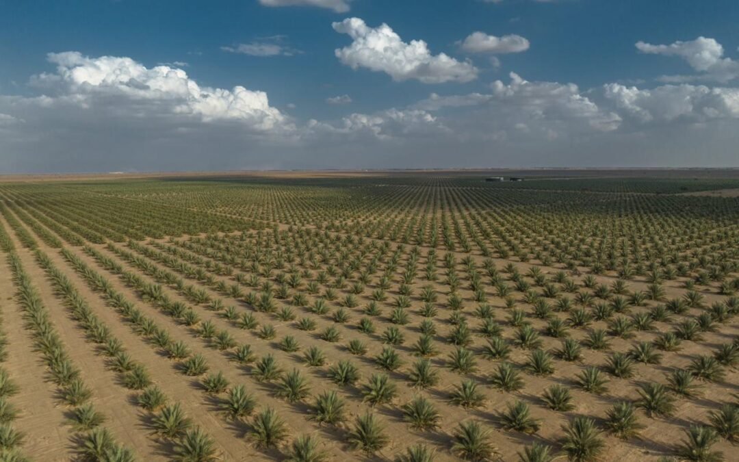 Revolutionizing Organic Date Palm Farming in Oman: A Model for Sustainable Agriculture