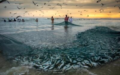 Exploring the Sardine Season in Dhofar, Oman: A Rich Tradition and Economic Asset