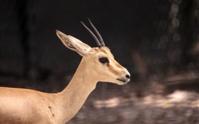 Reem Gazelle Reintroduction Project: Conservation in Oman