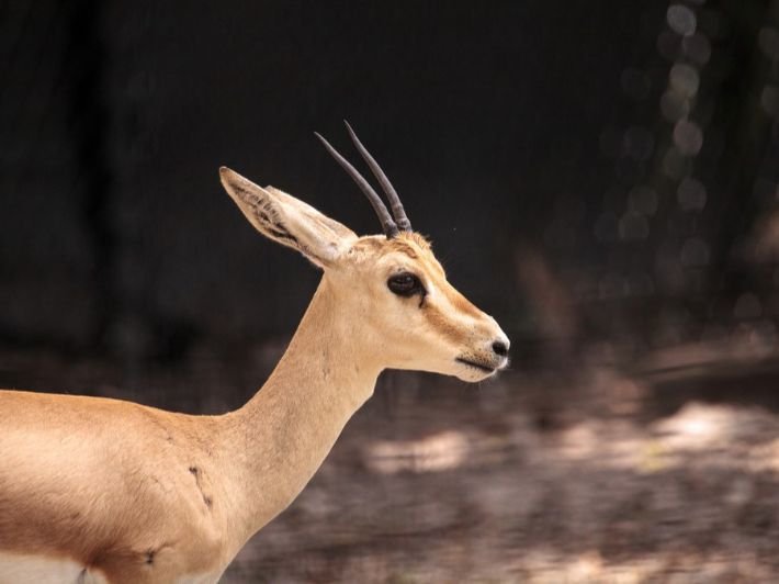 Reem Gazelle Reintroduction Project: Conservation in Oman