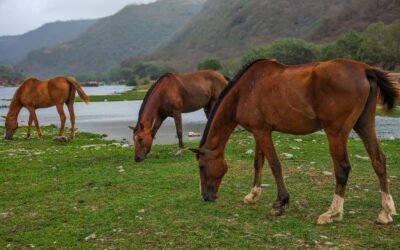 Dhofar Khareef Season 2025: Discover Oman’s Green Paradise and Tourist Destination