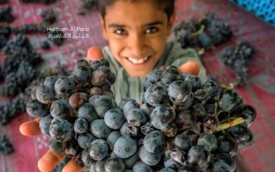 From Vine to Market: The Grape Harvest Season in Oman