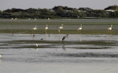Oman Earns Ramsar Certification for Al Wusta Wetland Reserve at COP15
