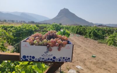 Empowering Oman’s Food Security: Successful Grape Cultivation Project Blossoms in Tanuf, Nizwa