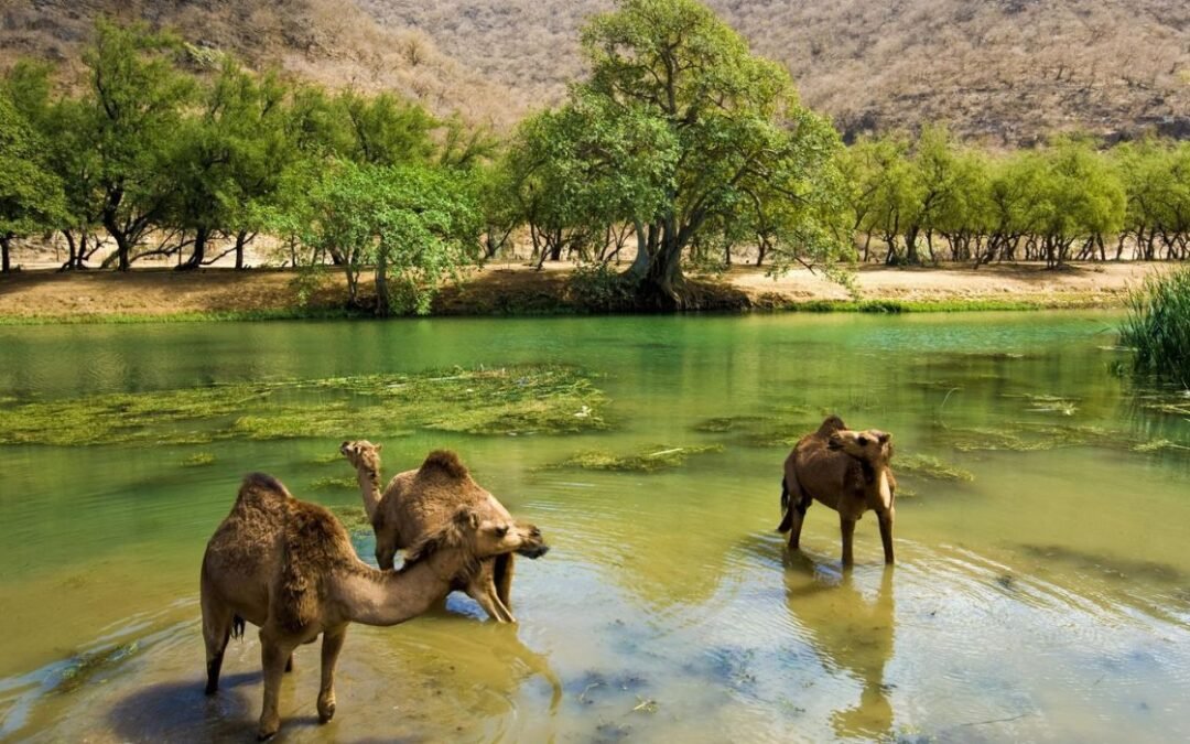 Oman Through the Lens: Celebrating Nature with Wiki Loves Earth 2025