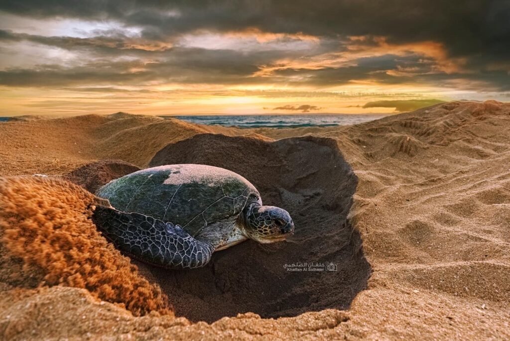 Discover the Magic of Turtle Nesting Season at Ras Al Jinz, Oman