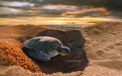 Discover the Magic of Turtle Nesting Season at Ras Al Jinz, Oman