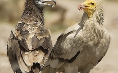 Rare Sighting in Dima Wattayeen: Over 300 Endangered Egyptian Vultures Spotted in Oman