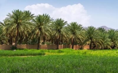 Oman’s National Initiative to Plant 10 Million Wild Trees: A Landmark Step Toward Sustainability