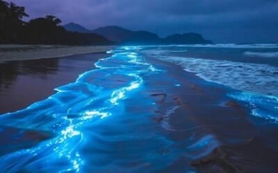 The Enchanting Blue Glow of Oman’s Beaches: Nature’s Magical Light Show