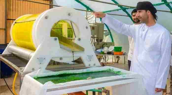 Sultan Qaboos University Produces Spirulina Algae Commercially for the First Time