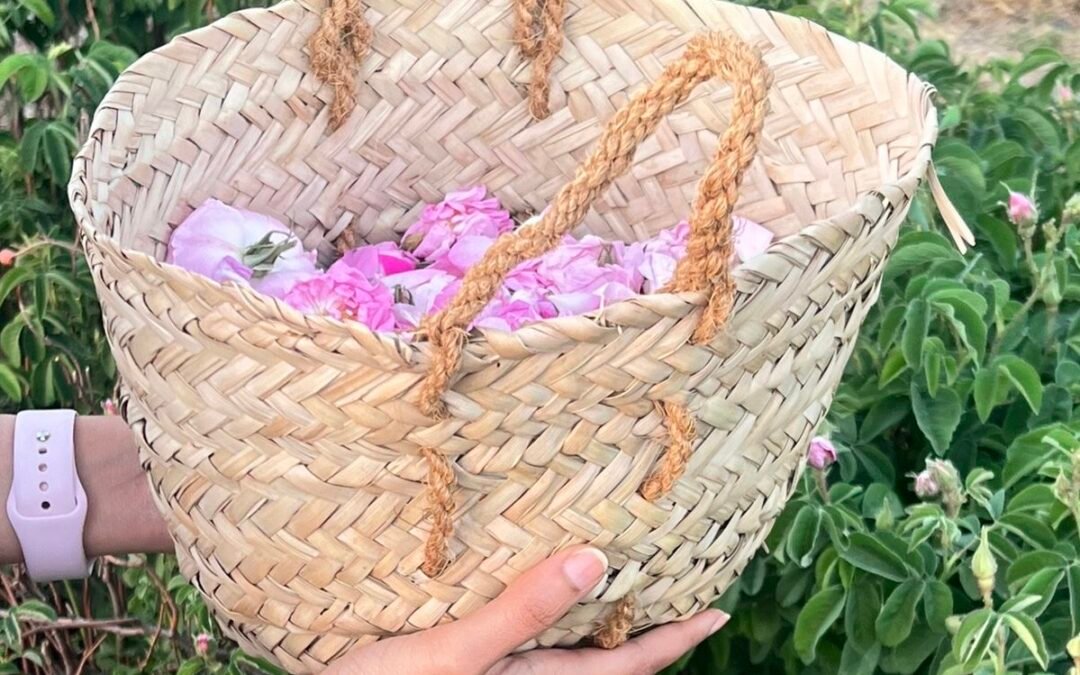 The Rose Season Begins: Al Jabal Al Akhdar Welcomes the Rose Spring Festival 2026