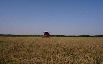 Wheat Harvest Season Begins in South Al Sharqiyah Governorate