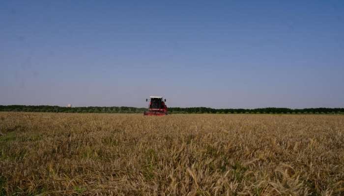 Wheat Harvest Season Begins in South Al Sharqiyah Governorate