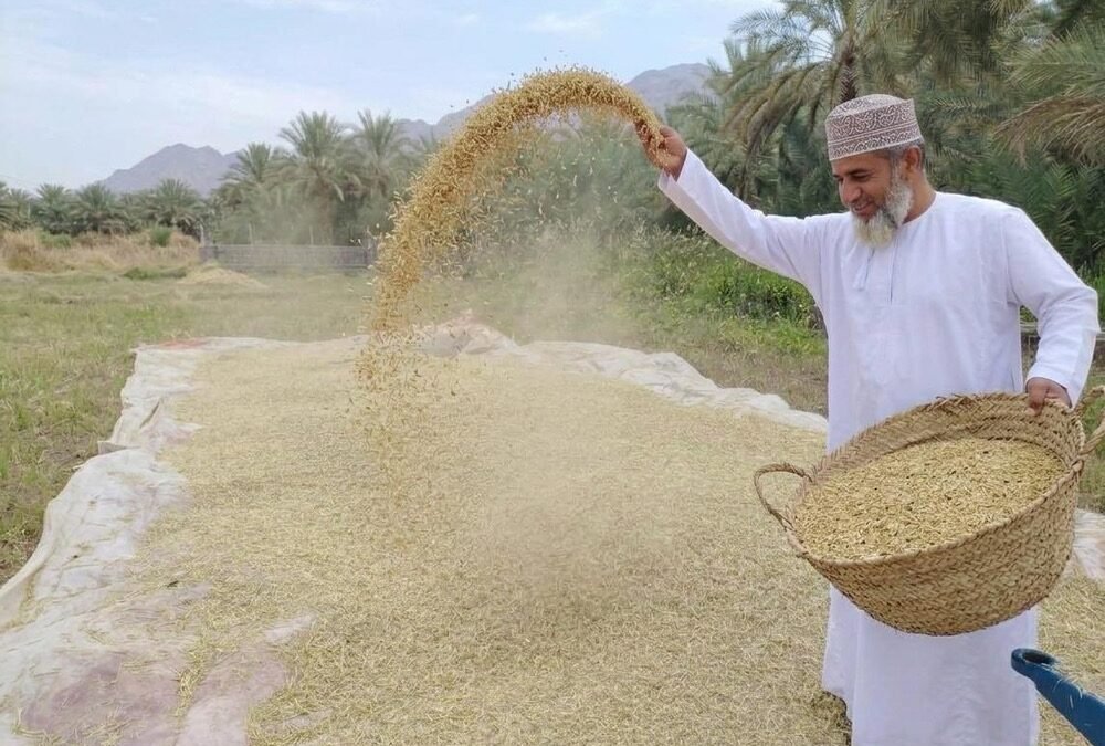 Wheat Harvest Begins in Al Mudhaibi, Strengthening Oman’s Agricultural Sustainability