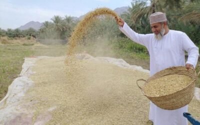 Wheat Harvest Begins in Al Mudhaibi, Strengthening Oman’s Agricultural Sustainability