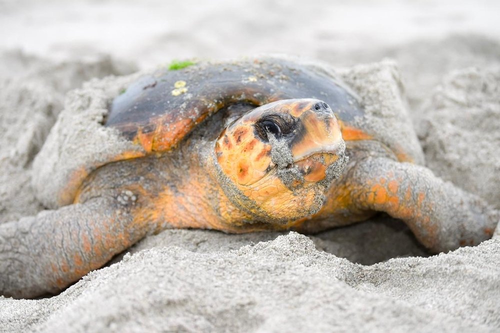 After 12 Years a Loggerhead Turtle Returns to Her Birthplace on Masirah Island